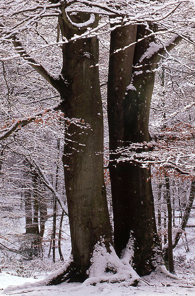 Winter Beech in the Snow, Bramshaw Wood